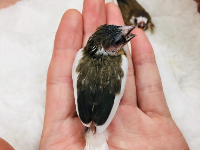 十姉妹（ジュウシマツ）