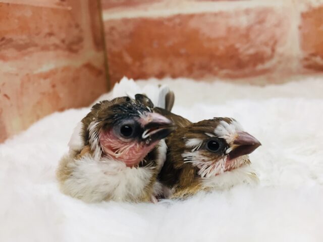 十姉妹（ジュウシマツ）