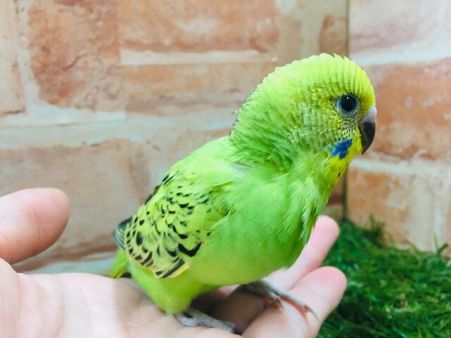 セキセイインコ