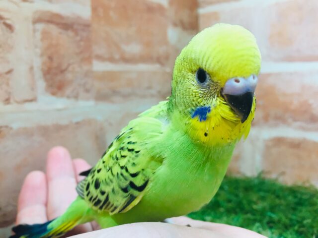 大人気カラー⁉⁉💚💚💚　セキセイインコ（オパーリン）