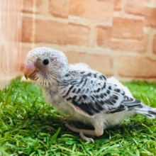 大人気カラー⁉⁉💙💙💙　セキセイインコ（オパーリン）
