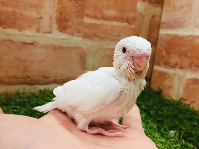 美しいまっ白ボディ✨✨　セキセイインコ（アルビノ）