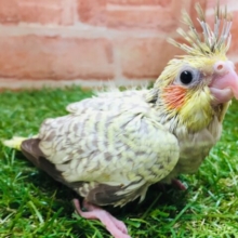 久々にオカメちゃんのヒナがやってきましたよ～🎵　オカメインコ（シナモンパール）
