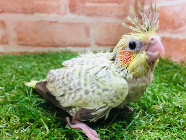 久々にオカメちゃんのヒナがやってきましたよ～🎵　オカメインコ（シナモンパール）