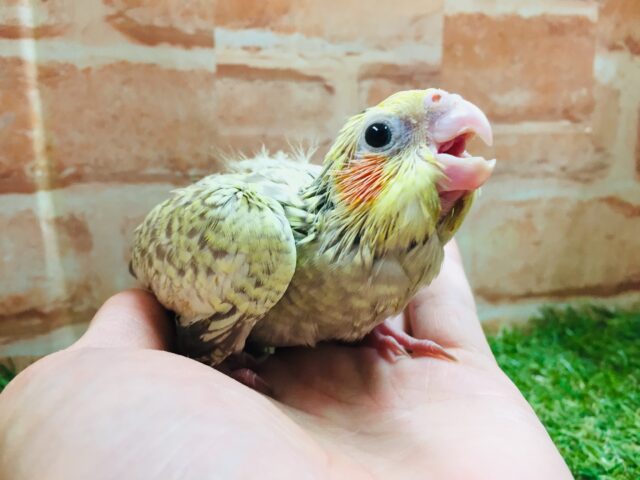 オカメインコ