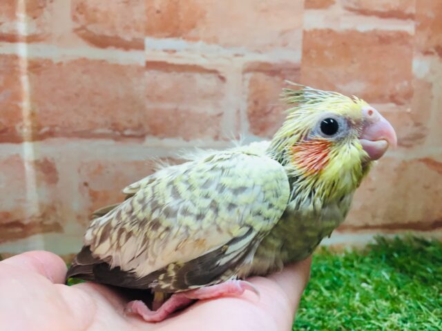 オカメインコ