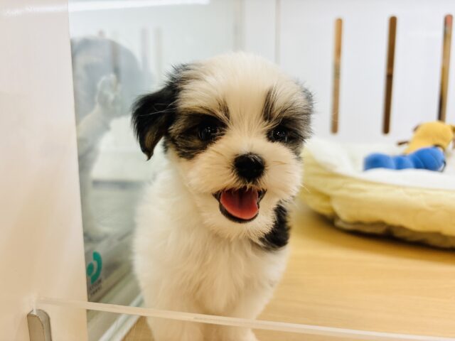 アピールは全力でしないとね🎶ミックス犬ちゃん(マルチーズ×シーズー)