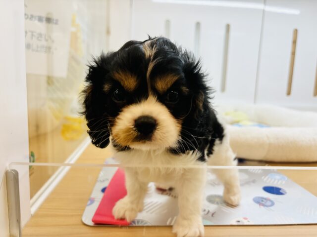 キャバリア・キングチャールズ・スパニエル