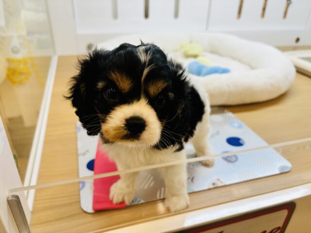 キャバリア・キングチャールズ・スパニエル