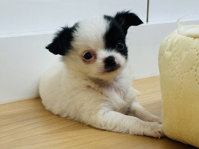 チワマル（マルチワ）