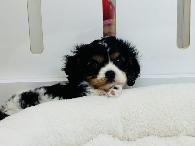 キャバリア・キングチャールズ・スパニエル