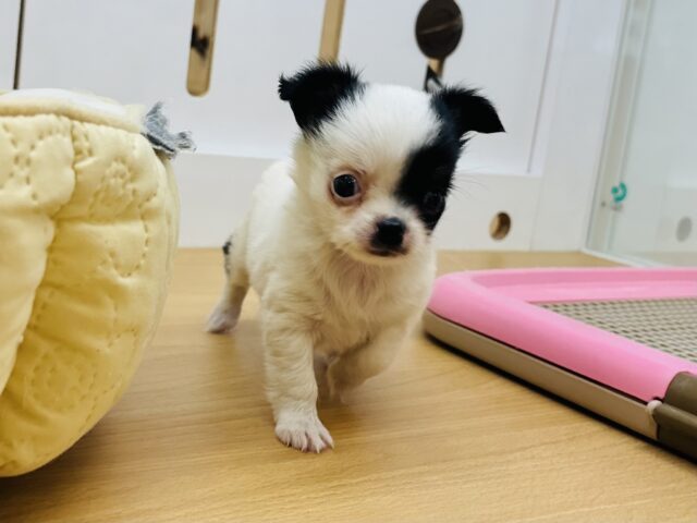 チワマル（マルチワ）