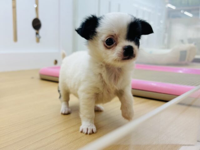 チワマル（マルチワ）