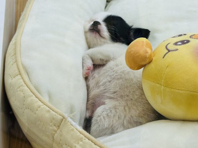 チワマル（マルチワ）