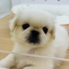 ぺちゃんぺちゃんプリンス👑ペキニーズくん！