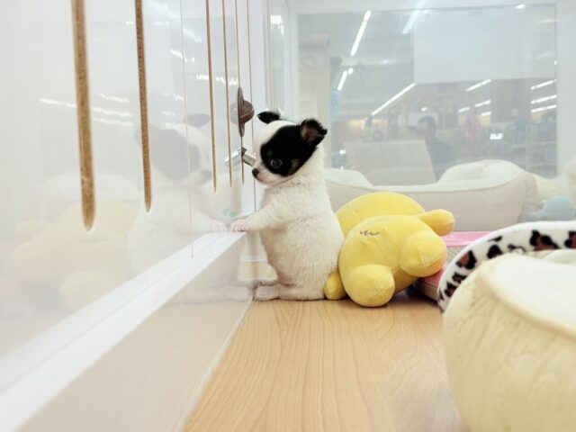 チワマル（マルチワ）