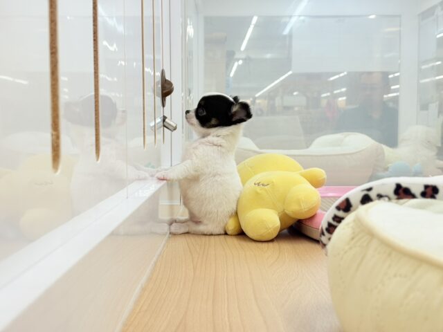 チワマル（マルチワ）