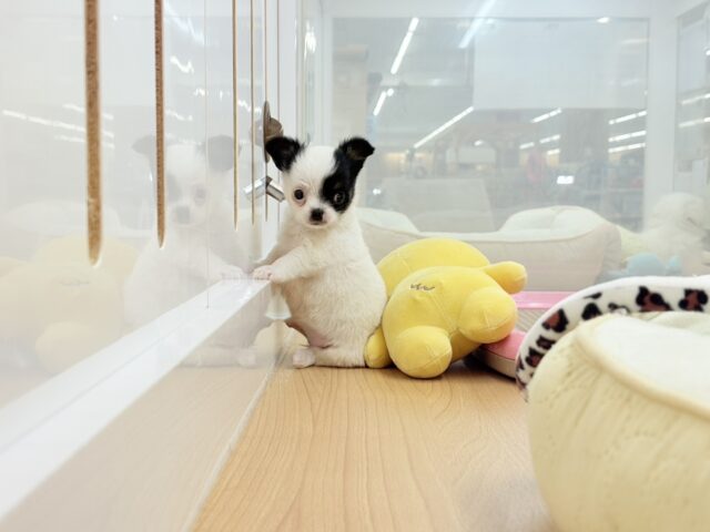 ムチムチベイビー♡ミックス犬ちゃん(チワワ×マルチーズ) チワマル(マルチワ)