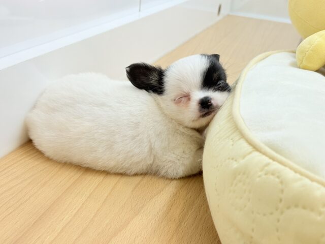 ムチムチベイビー♡ミックス犬ちゃん(チワワ×マルチーズ) チワマル(マルチワ)