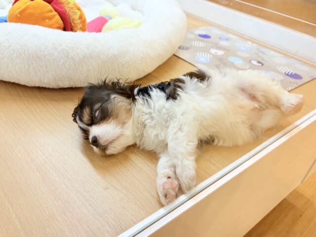 キャバリア・キングチャールズ・スパニエル