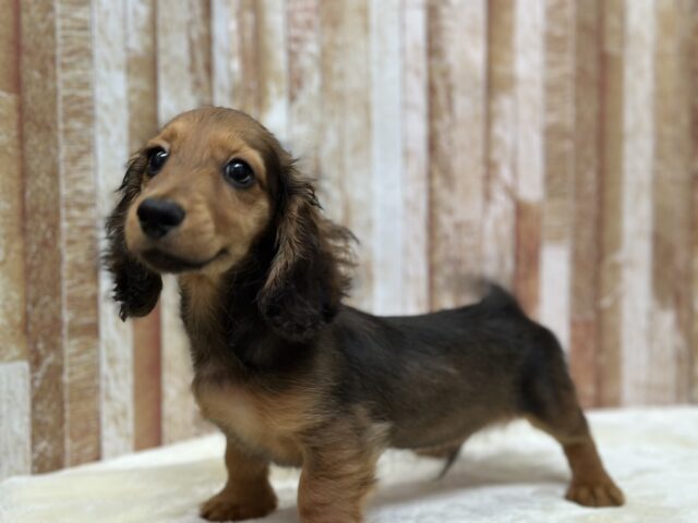 10/17最新🎥なでなでもご飯も大好き♡ミニチュアダックスフンド(レッド)2025年6月7日生まれ 男の子 ミニチュアダックス