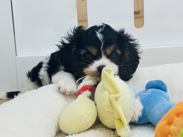 キャバリア・キングチャールズ・スパニエル