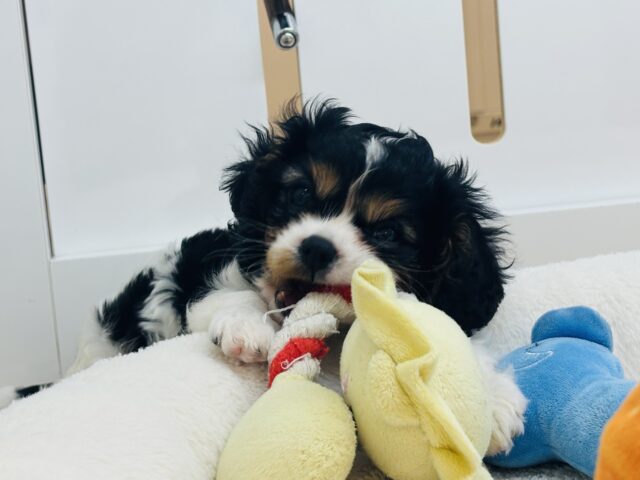 キャバリア・キングチャールズ・スパニエル