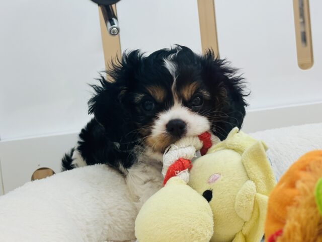 キャバリア・キングチャールズ・スパニエル