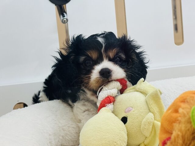 キャバリア・キングチャールズ・スパニエル