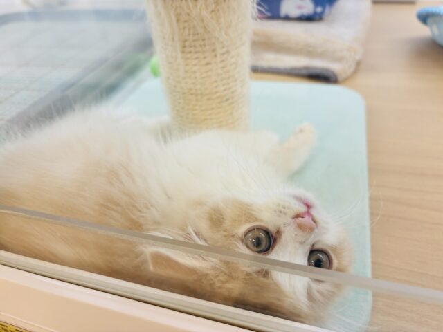 スコティッシュフォールド