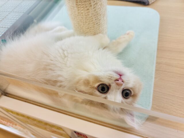 スコティッシュフォールド