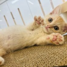 可愛さにとろけちまう…♥マンチカンくん！