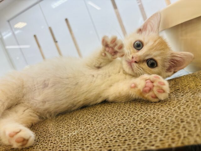 可愛さにとろけちまう…♥マンチカンくん！