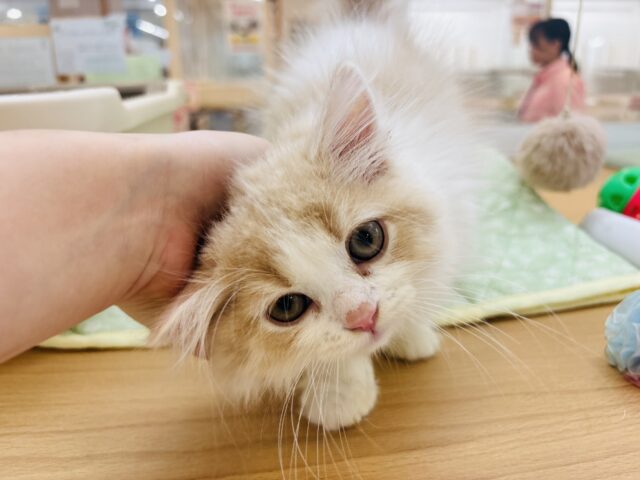 スコティッシュフォールド