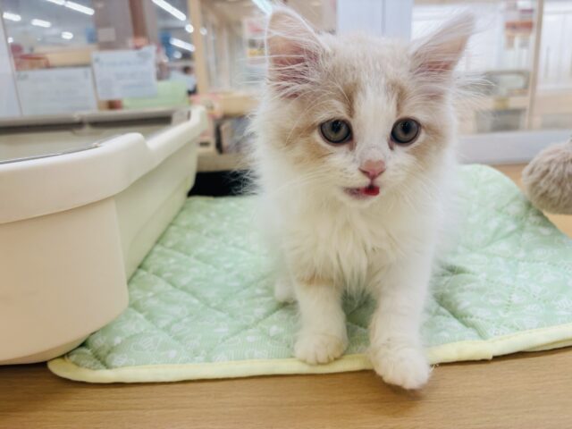 スコティッシュフォールド