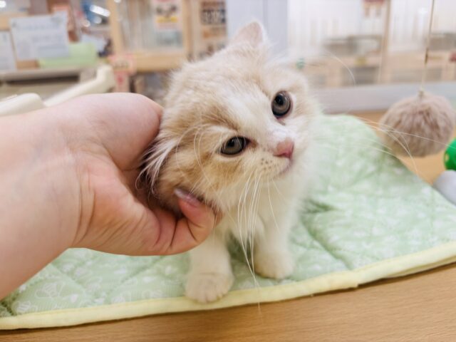 スコティッシュフォールド