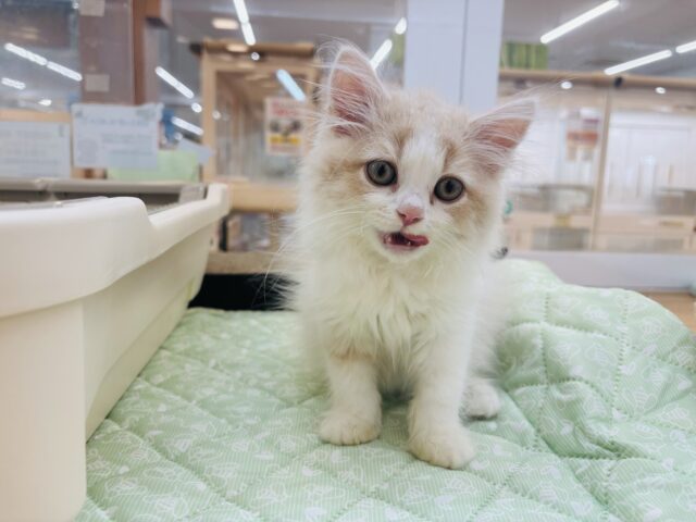 スコティッシュフォールド