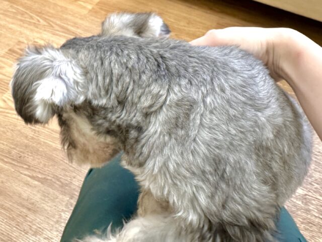 ミニチュアシュナウザー