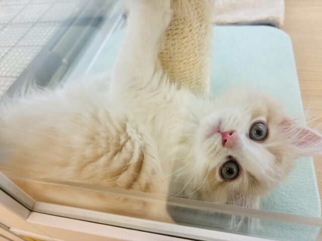 スコティッシュフォールド