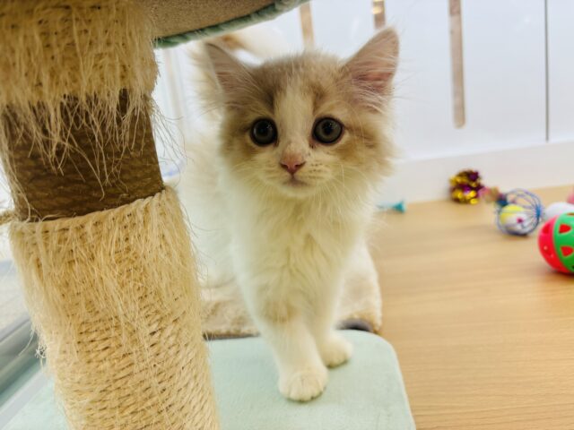 スコティッシュフォールド