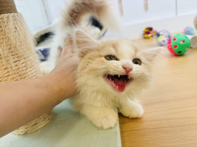 スコティッシュフォールド