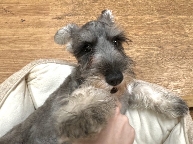 ミニチュアシュナウザー