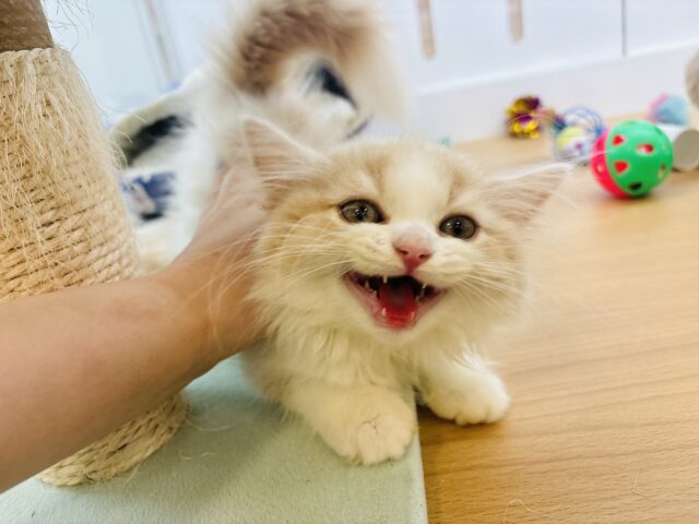 スコティッシュフォールド