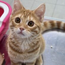 10/5最新🎥初めましてのジェネッタくん🧡2025年4月26日生まれ　男の子