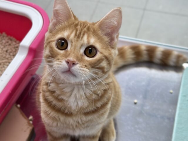 10/5最新🎥初めましてのジェネッタくん🧡2025年4月26日生まれ　男の子