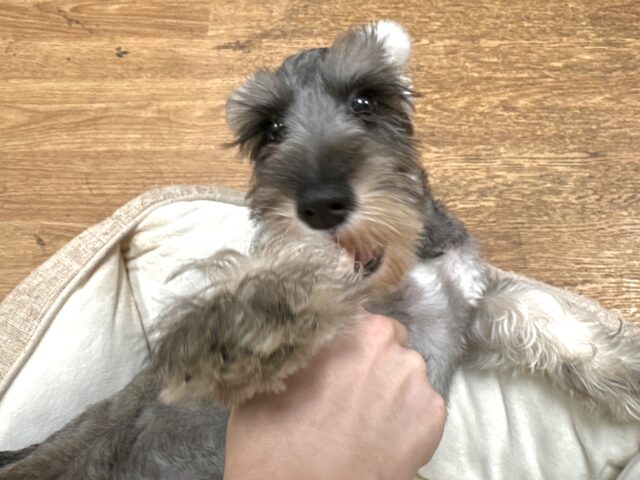 ミニチュアシュナウザー