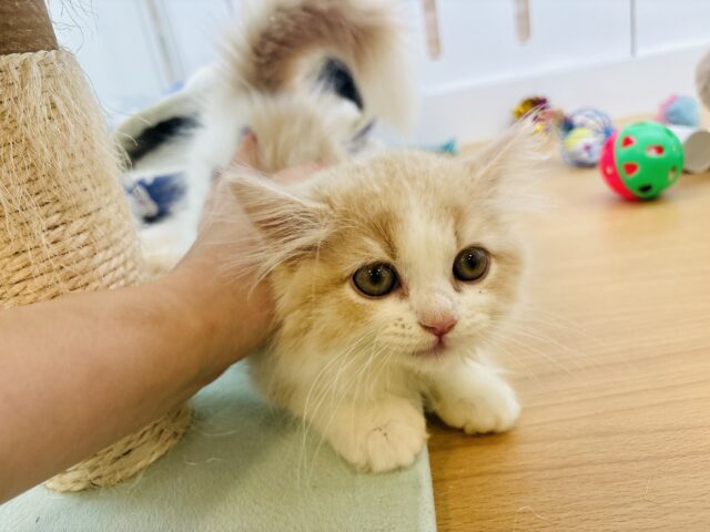 スコティッシュフォールド