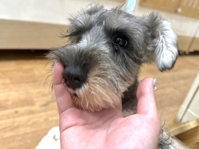 ミニチュアシュナウザー