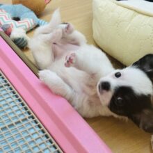 ムチムチベイビー♡ミックス犬ちゃん(チワワ×マルチーズ)