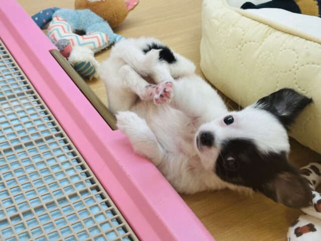 チワマル（マルチワ）